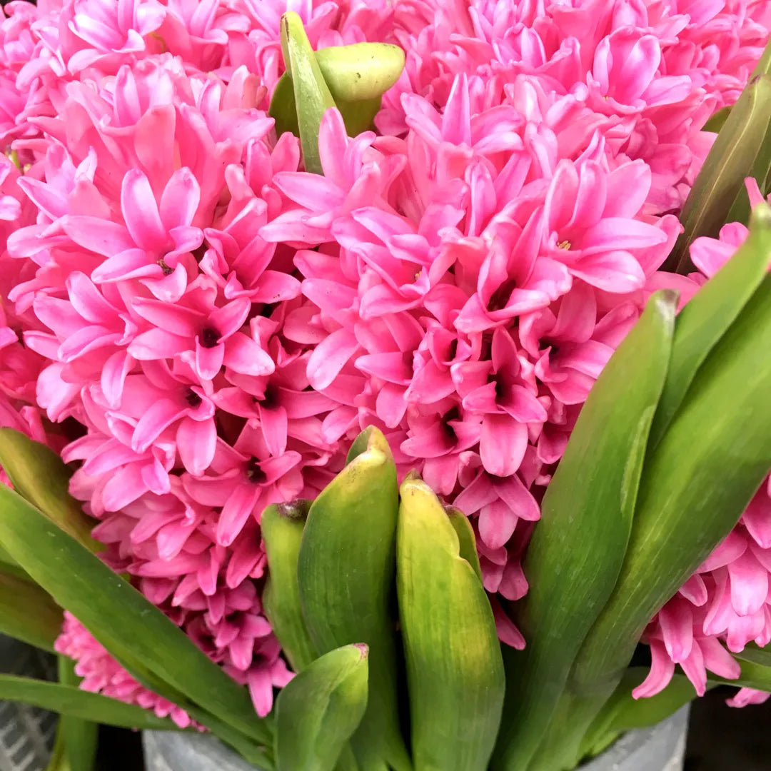 bulbi zambile Jan Bos