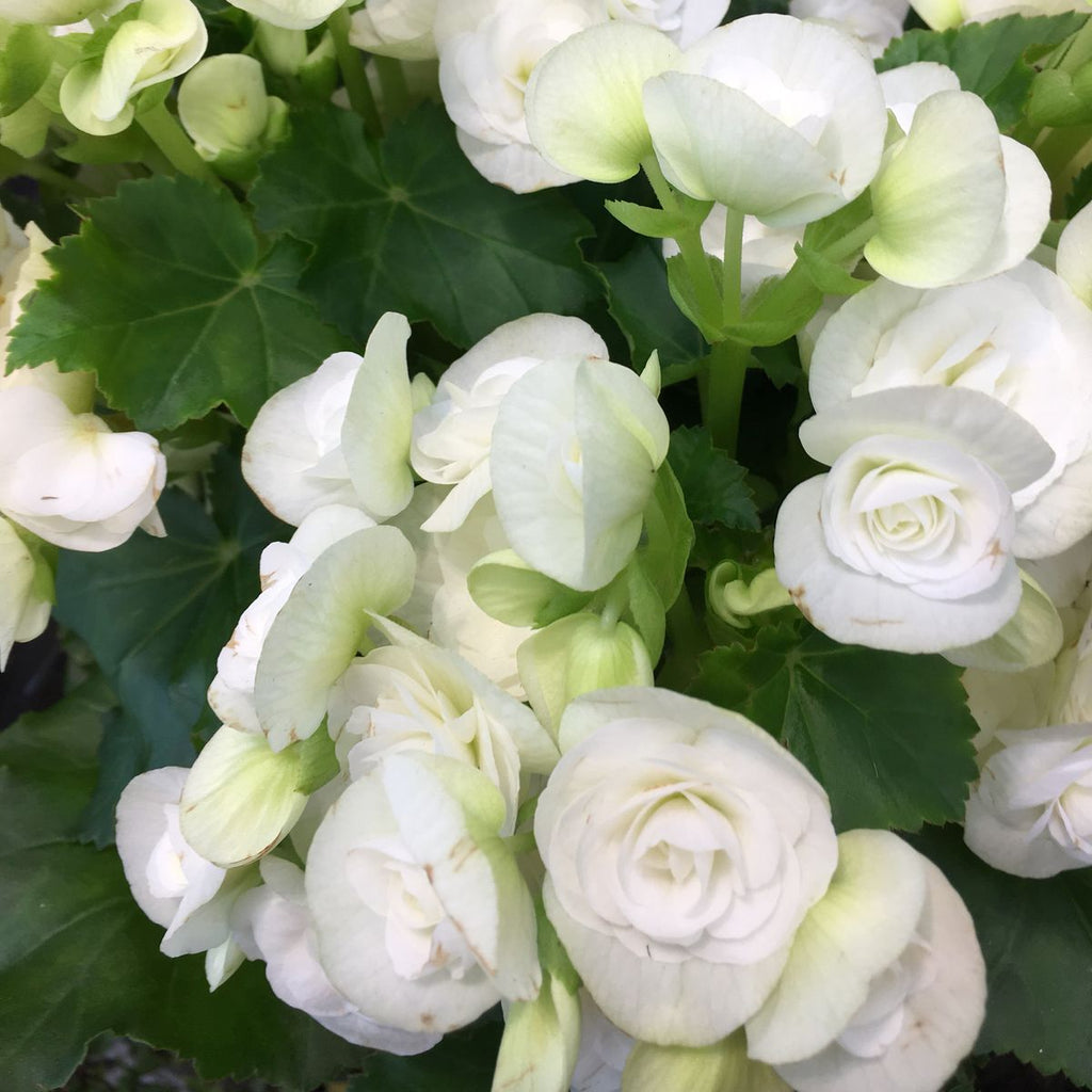 2 Bulbi de Begonia "Nonstop White"