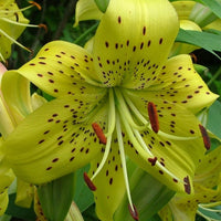 2 Bulbi de Crini - Lilium Gars