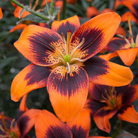 2 Bulbi de Crini - Lilium Twosome