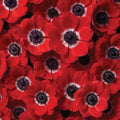 10 Bulbi de Anemone "St. Brigid Red"