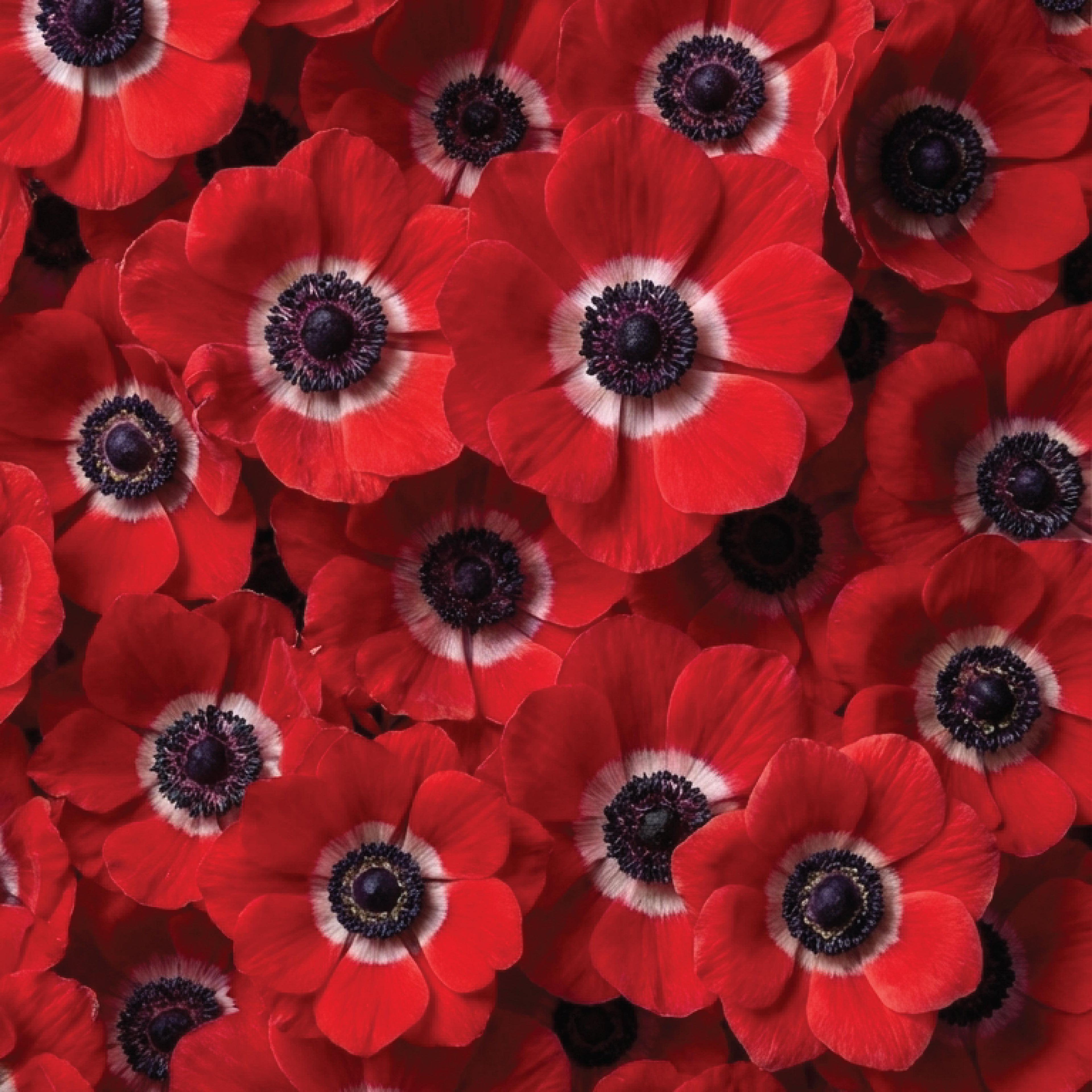 10 Bulbi de Anemone "St. Brigid Red"
