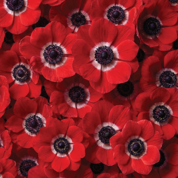 10 Bulbi de Anemone "St. Brigid Red"