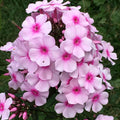 2 Bulbi de Brumărele - Phlox "Bright Eyes"