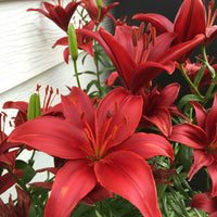 2 Bulbi de Crini - Lilium Red County