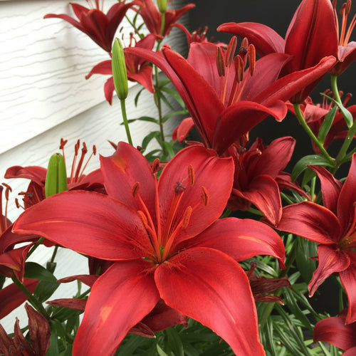 2 Bulbi de Crini - Lilium Red County