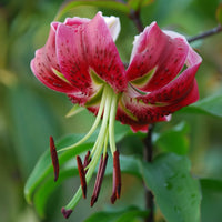 2 Bulbi de Crini - Lilium Miss Feya