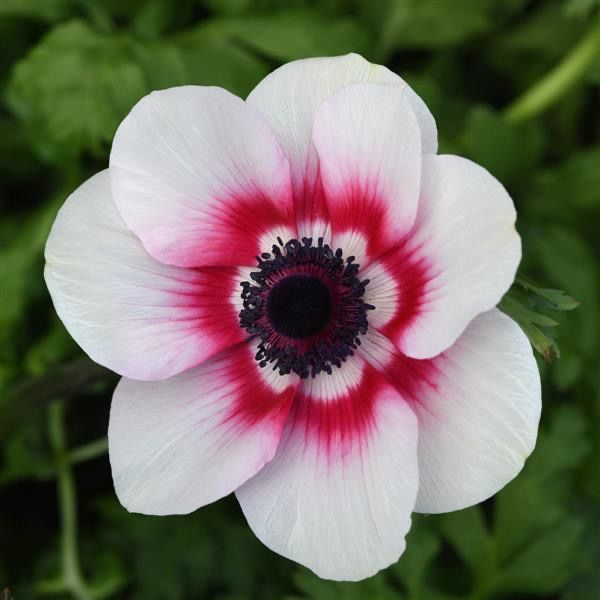 10 Bulbi de Anemone "Sylphide"