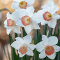 2 Bulbi Narcise - Narcissus Pink Charm
