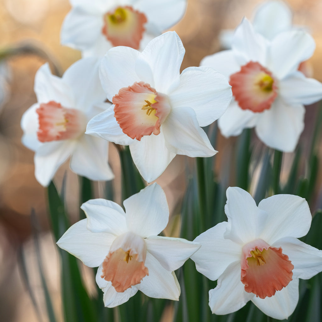 2 Bulbi Narcise - Narcissus Pink Charm