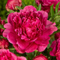 Bulbi Bujori - Paeonia Kansas
