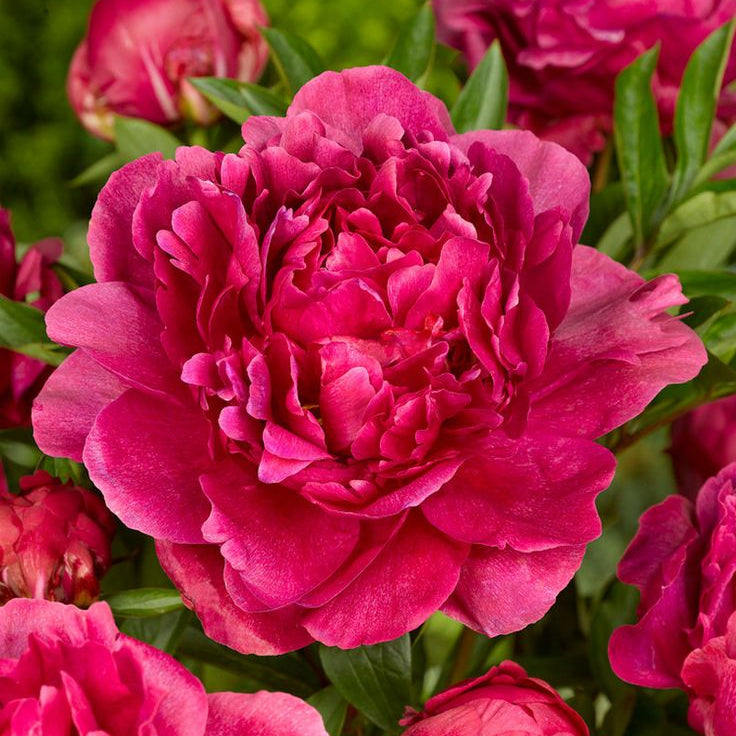 Bulbi Bujori - Paeonia Kansas