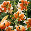 2 Bulbi de Crini - Lilium Lady Alice