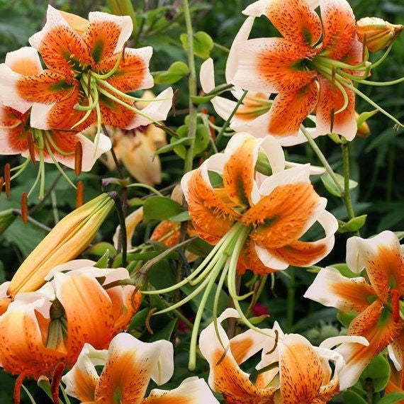 2 Bulbi de Crini - Lilium Lady Alice