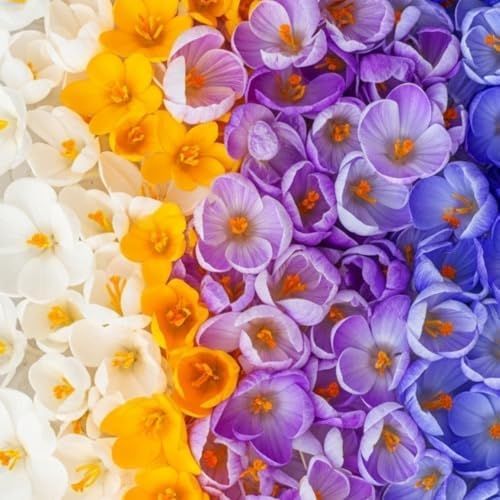 Pachet 20 Bulbi Brândușe - Crocus Specie Mixed