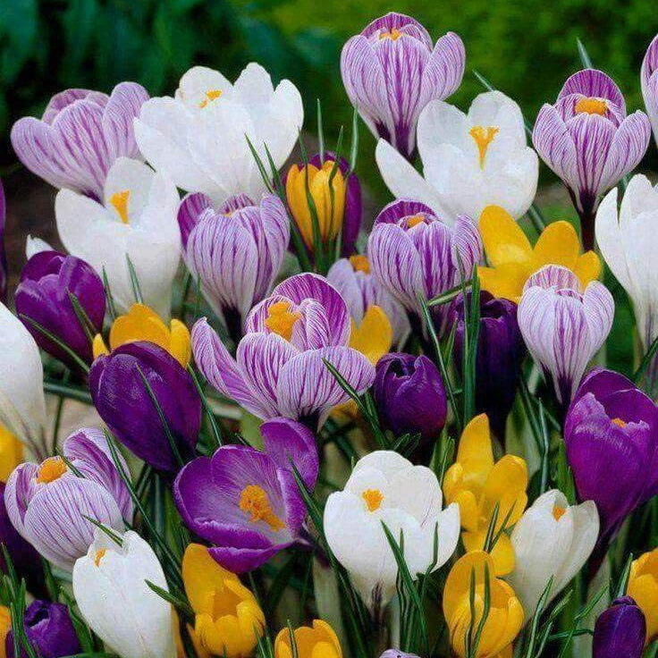 Pachet 20 Bulbi Brândușe - Crocus Specie Mixed