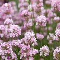 Lavandă "Ellagance Pink"