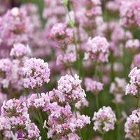Lavandă "Ellagance Pink"