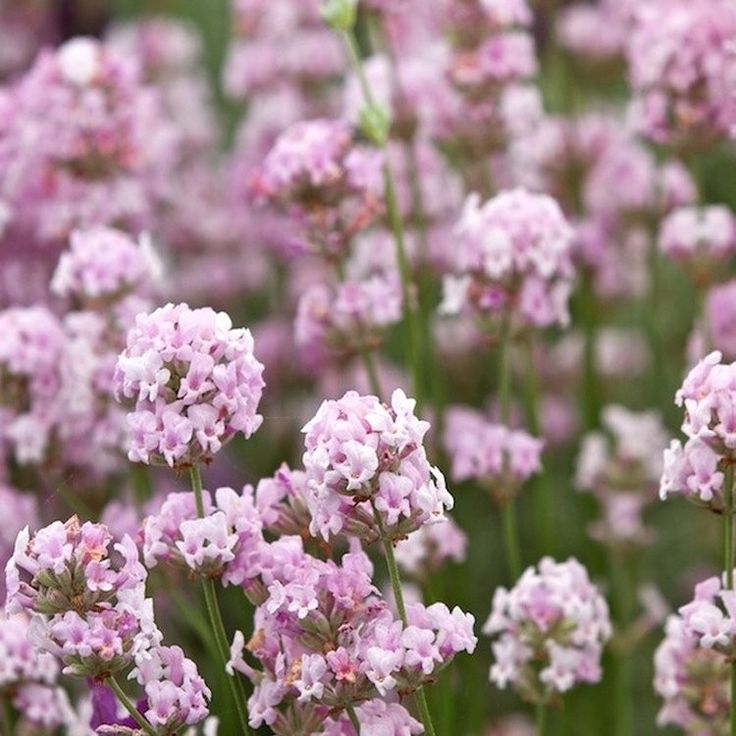 Lavandă "Ellagance Pink"