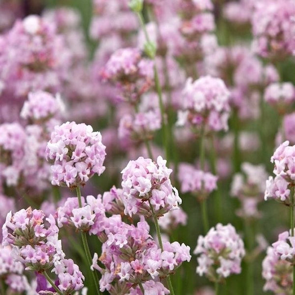 Lavandă "Ellagance Pink"