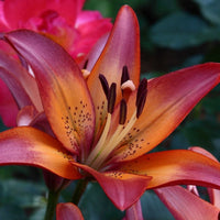 2 Bulbi de Crini - Lilium Easy Dream