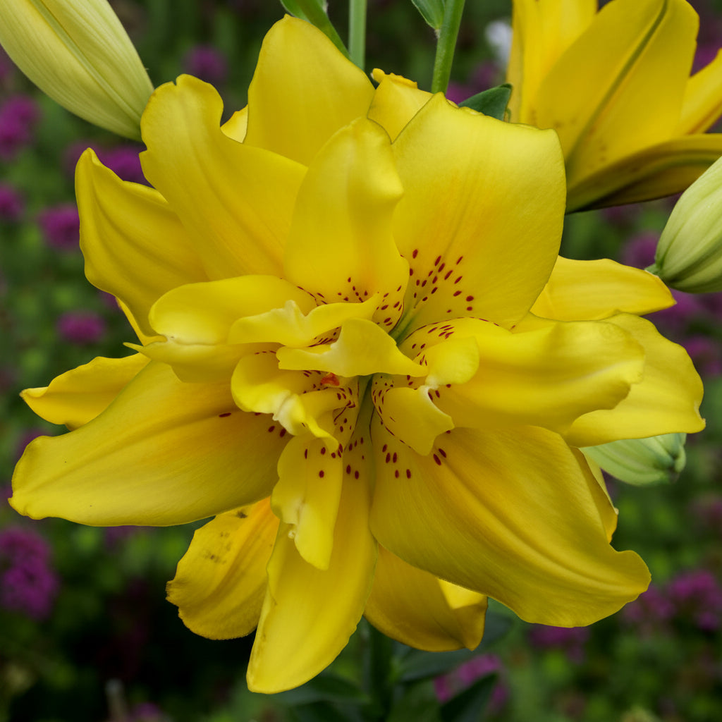 2 Bulbi de Crini - Lilium Fata Morgana