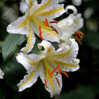 2 Bulbi de Crini - Lilium Auratum