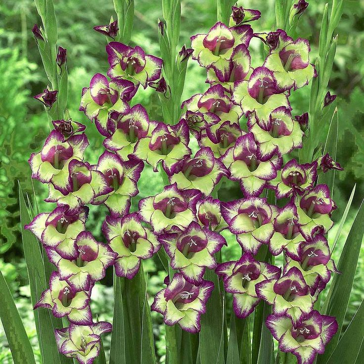 5 Bulbi de Gladiole - Liliana