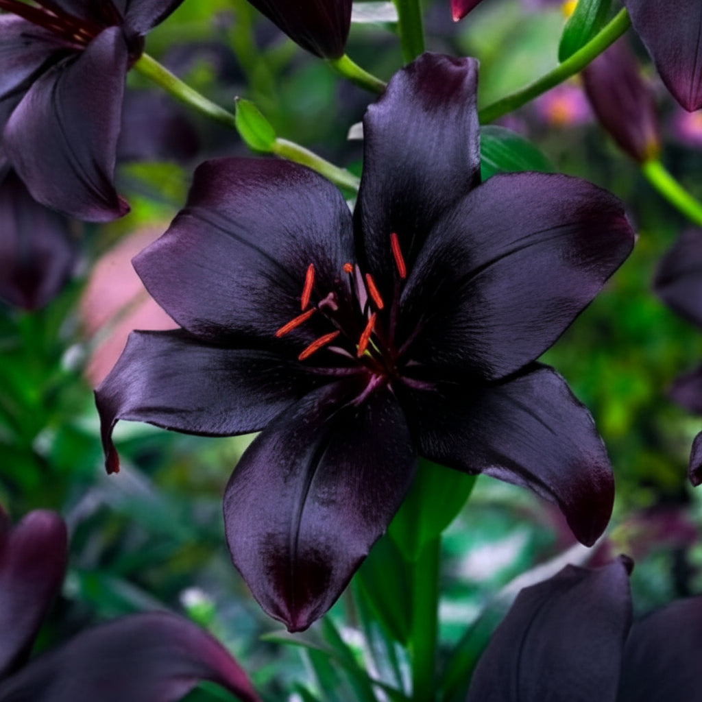 2 Bulbi de Crini - Lilium Black Beauty