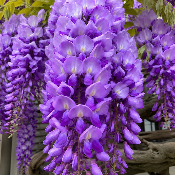 Glicină Wisteria Mistery