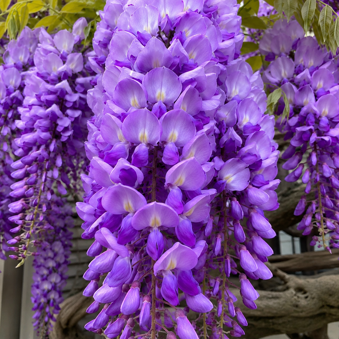 Glicină Wisteria "Mistery"
