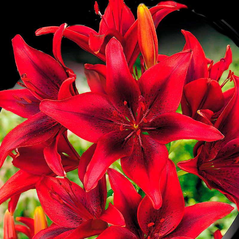 2 Bulbi de Crini - Lilium Strawberry Event