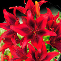2 Bulbi de Crini - Lilium Strawberry Event