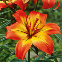 2 Bulbi de Crini - Lilium Forever Linda