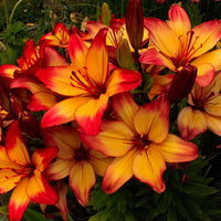 2 Bulbi de Crini - Lilium Forever Linda