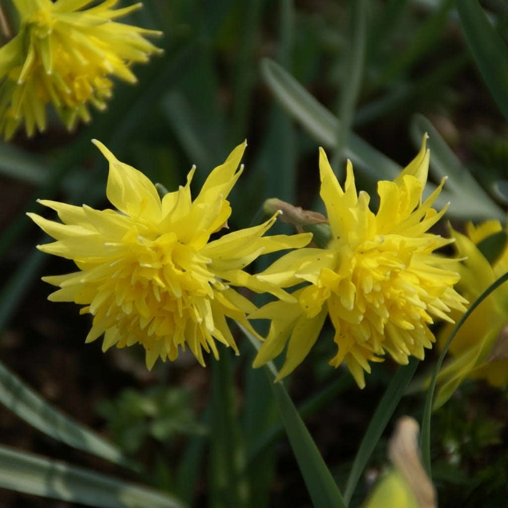 2 Bulbi Narcise - Narcissus Rip van Winkle