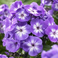2 Bulbi de Brumărele - Phlox " Laura"