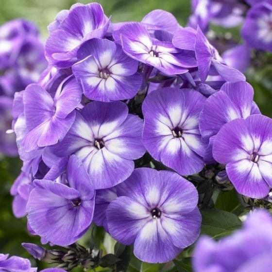 2 Bulbi de Brumărele - Phlox " Laura"