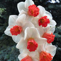 2 Bulbi Narcise - Narcissus Barret Browning