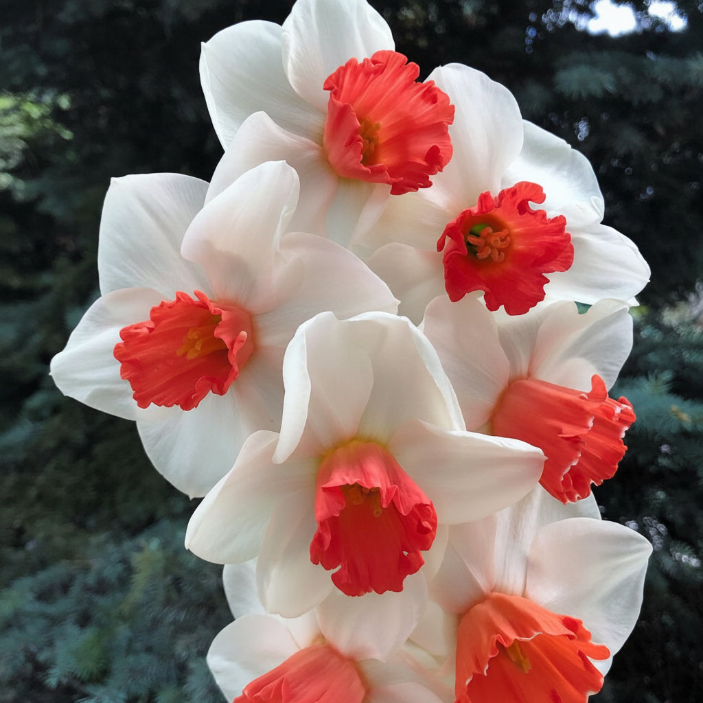 2 Bulbi Narcise - Narcissus Barret Browning