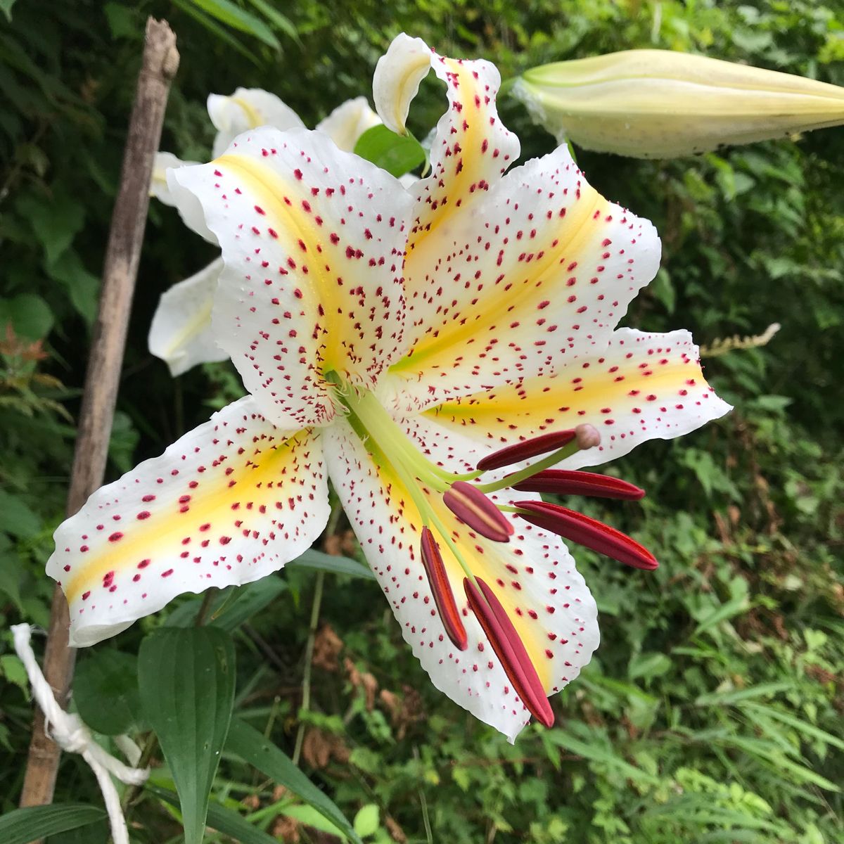 2 Bulbi de Crini - Lilium Auratum