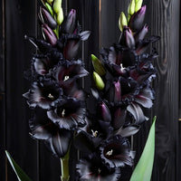 5 Bulbi de Gladiole - Valentina