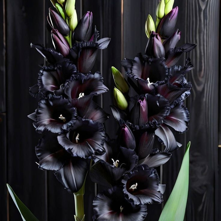 5 Bulbi de Gladiole - Valentina