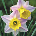 2 Bulbi Narcise - Narcissus Precocious