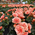 2 Bulbi de Begonia "Picotee Apricot"