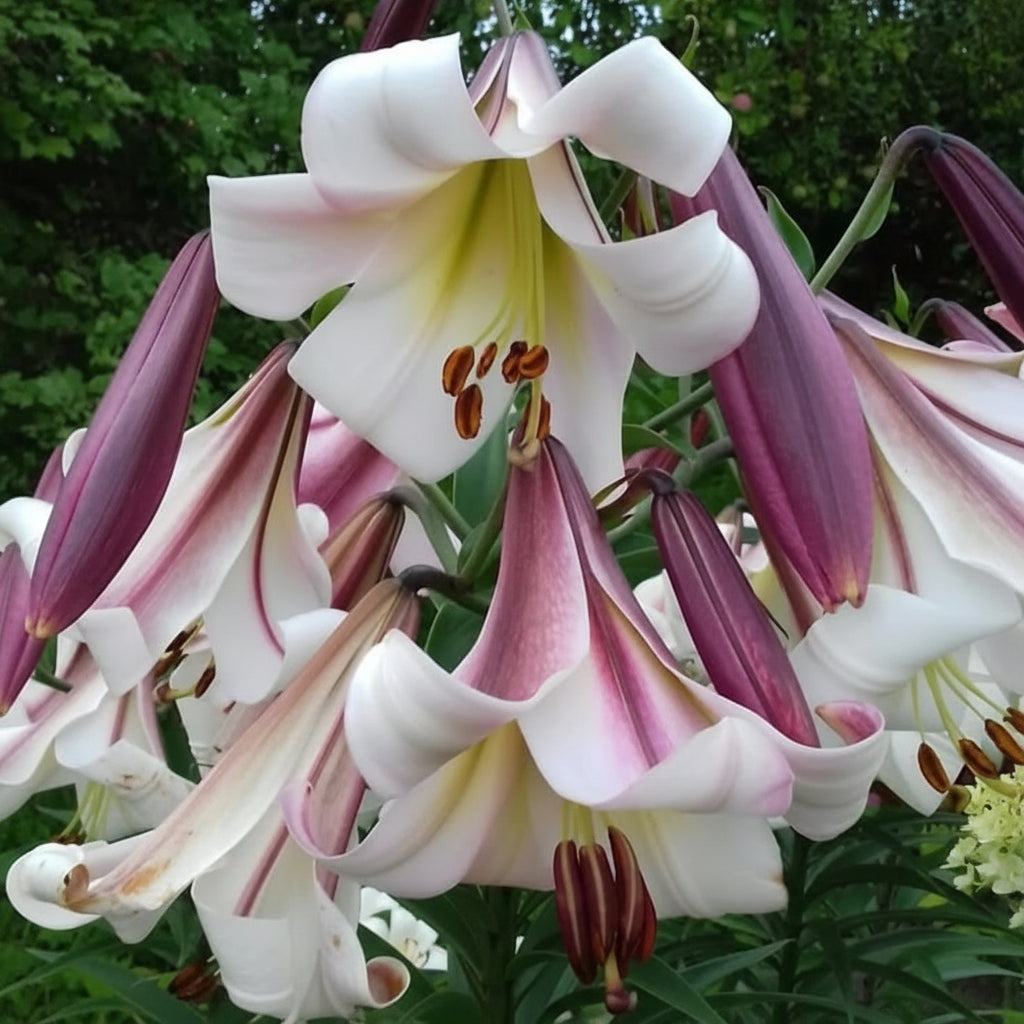 2 Bulbi de Crini - Lilium Beijing Moon
