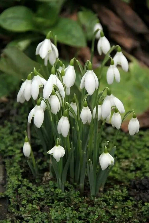 Bulbi Ghiocei - Galanthus Woronowii - 10 buc | LussoVerde