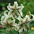 2 Bulbi de Crini - Lilium You&Me