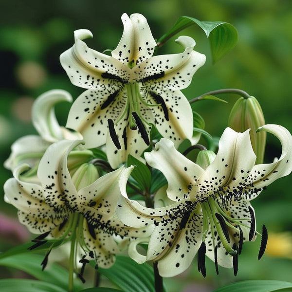 2 Bulbi de Crini - Lilium You&Me
