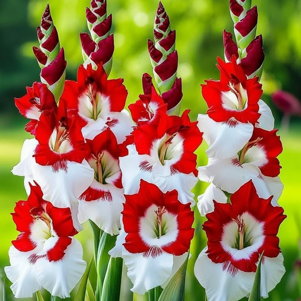 5 Bulbi de Gladiole - Oscar